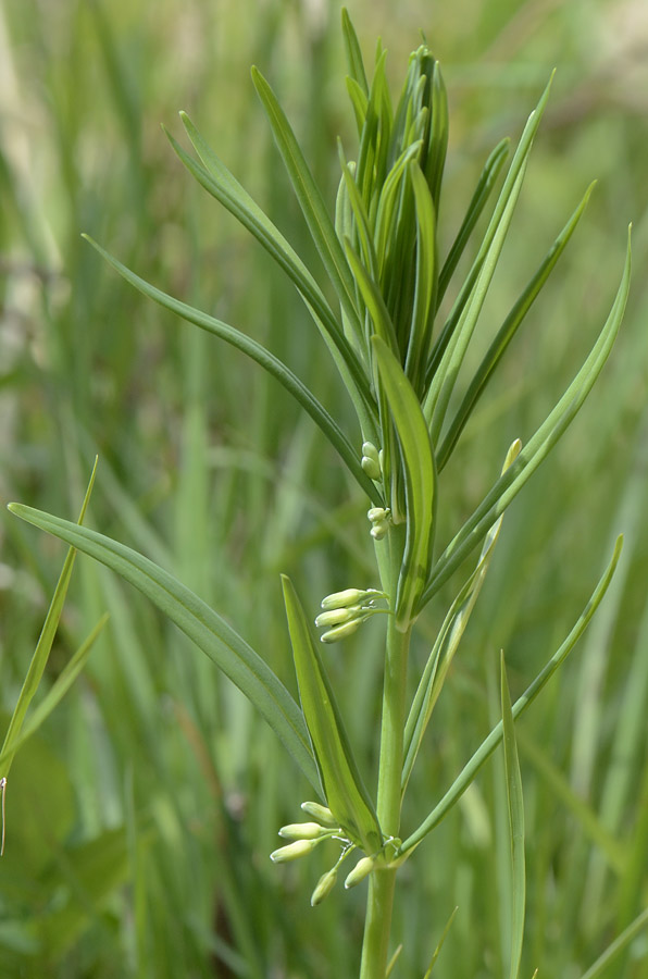 Polygonatum verticillatum (L.) All.